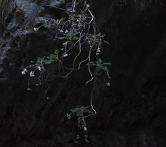 Staehelina petiolata