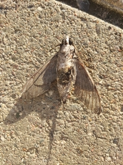 Agrius convolvuli