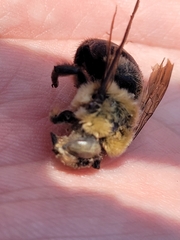 Apinae