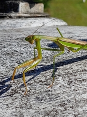 Tenodera angustipennis