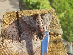 Agrius convolvuli