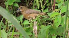 Cyanoloxia brissonii