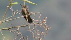 Colibri delphinae