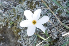 Narcissus deficiens
