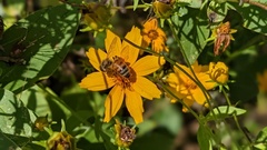 Coreopsis pubescens