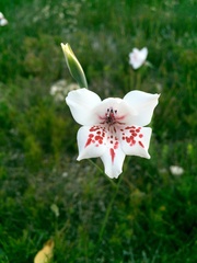 Gladiolus variegatus