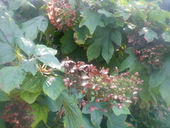 Hydrangea quercifolia