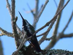 Anthracothorax nigricollis