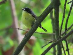 Todirostrum cinereum