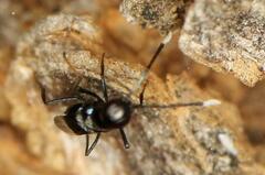 Encyrtidae