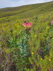 Protea eximia