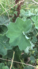 Alchemilla mollis
