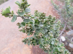 Prostanthera rotundifolia