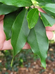 Osmanthus enervius