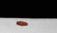 Gyponana gladia