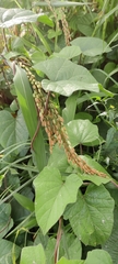 Oryza sativa
