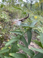 Asclepias tuberosa