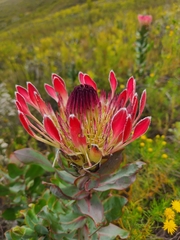 Protea eximia