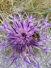 Centaurea scabiosa