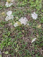 Daucus carota