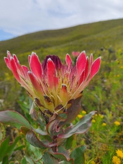 Protea eximia