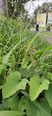 Oryza sativa