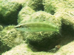 Halichoeres argus