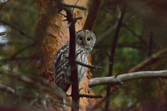 Strix uralensis