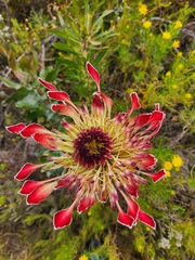 Protea eximia