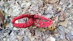 Clathrus archeri