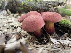 Baorangia