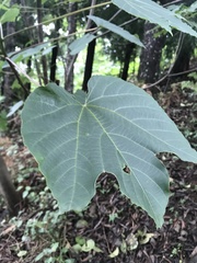 Ulmaceae