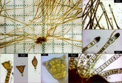 Sphacelaria tribuloides