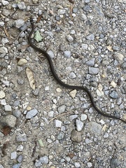 Hierophis viridiflavus