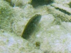 Asterropteryx semipunctata