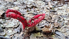 Clathrus archeri