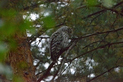 Strix uralensis