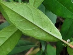 Hydrangea chinensis