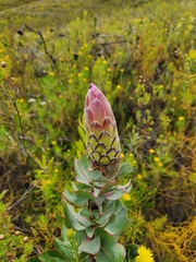Protea eximia
