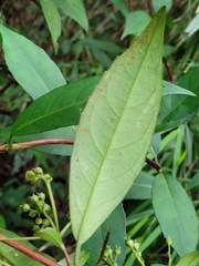 Hydrangea chinensis