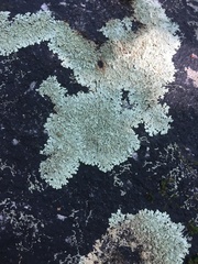 Flavoparmelia baltimorensis