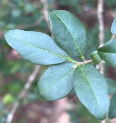 Oleaceae