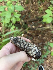 Strobilurus tenacellus