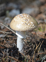 Amanita pantherina