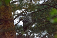 Strix uralensis