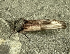 Oedemasia concinna