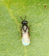 Eulophidae