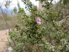 Prostanthera rotundifolia