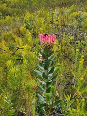 Protea eximia