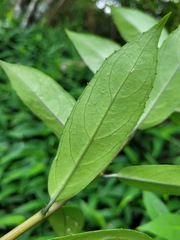 Hydrangea chinensis